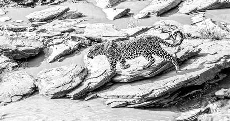 Leopard by a Stream
