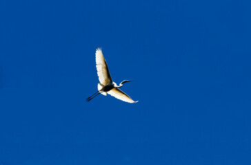 Great Egret (Ardea alba)