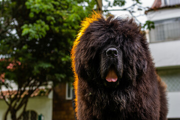 chinese breed dog walking in the park at sunset. closeup of black puppy. tibetan mastiff dog in the park. giant dog face walking in the meadow. huge pet.