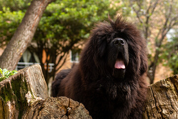 giant breed dog walking in the park. tibetan mastiff in the park poking his head through some...