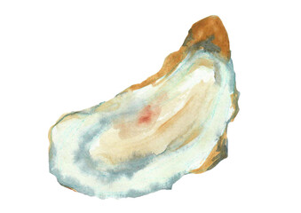 Watercolor oyster, isolated on white 