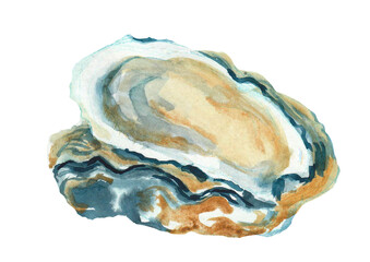 Watercolor oyster, isolated on white 