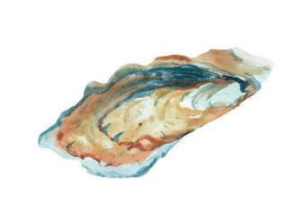 Watercolor oyster, isolated on white 