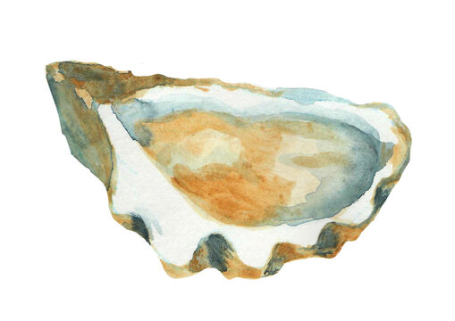 watercolor oyster shell, brown, blue, white clip art preview