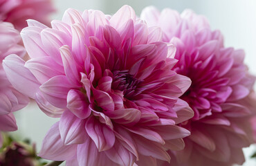 close up of fuchsia dahlia