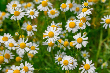 Daisies with white petals close-up, wildflowers, selective focus