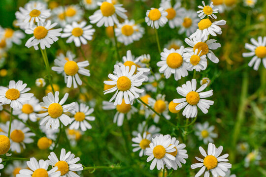 Daisies with white petals close-up, wildflowers, selective focus © elenvd