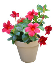 Plante verte d'int√©rieur ou ext√©rieur, de diplad√©nia √† fleurs roses en pot isol√© et sur fond transparent pour s, plans d'am√©nagement paysager, dessins d'architecture, d√©coration