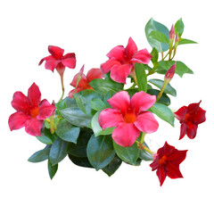 Plante verte de dipladénia à fleurs roses découpée isolée et sur fond transparent pour illustrations, plans paysagers, dessins d'architecture, décoration, encadrement et couronne sur invitation 