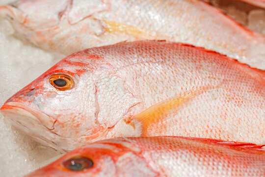 Fish sea bass red raw whole on ice, selective focus
