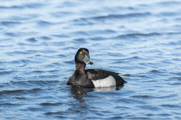 Common goldeneye duck is swimming in the water