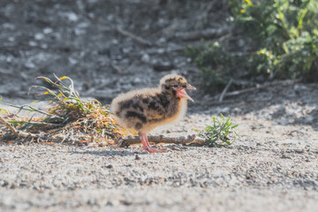 Seagull chick standing on the beach, exploring the world