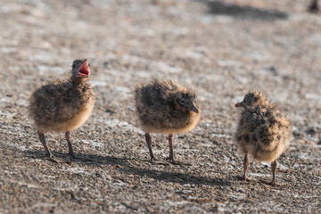 seagull chicks stand on the beach and ask to eat