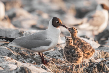 Obraz premium seagull with cute little chicks in the nest