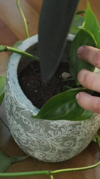 Gardening. Young woman replanting houseplant into new flowerpot in back yard garden. Vertical video.