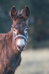 Fototapeta premium portrait of a donkey in the field