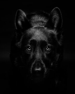 Faine art portrait of a German shepherd dog with beautiful eyes.