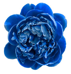blue peony flower © Lansk