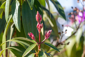 Photography of beautiful plants in the garden.	