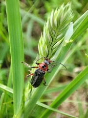 Insecte punaise rouge et noir avec des grandes antennes 