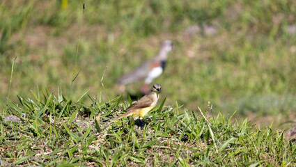 Photograph of a Great kiskadee.	
