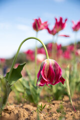 Il tulipano appassito