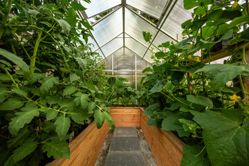 View at the inside of a small greenhouse in a garden