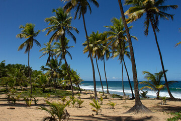 Fototapeta na wymiar beautiful tropical landscape full of coconut trees near the sea