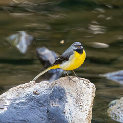 grey wagtail on a rock