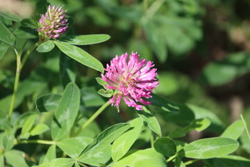 Sweden. Trifolium pratense, red clover, is a herbaceous species of flowering plant in the bean family Fabaceae, native to Europe, Western Asia, and northwest Africa