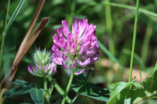 Sweden. Trifolium pratense, red clover, is a herbaceous species of flowering plant in the bean family Fabaceae, native to Europe, Western Asia, and northwest Africa.