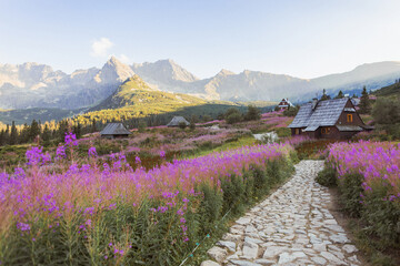 Summer landscape in Tatra mountains. Poland colorful flowers and cottages in Gasienicowa valley (Hala Gasienicowa)