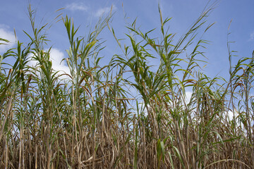 Fototapeta premium .big cut grass in sunny day