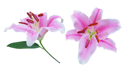 Beautiful hybrids pink Asiatic lily flowers with green leaf of Lilium (true lilies) the herbaceous flowering plant growing from bulbs