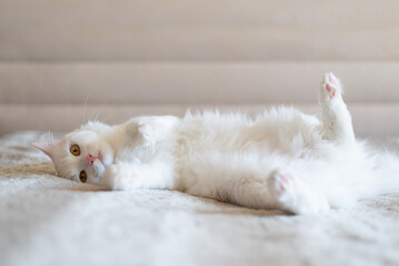 White cat sleeping upside down on a sofa at home. Happy cat relaxing in a house.