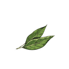 Hand drawn branch bay leaf, colorfull vector realistic sketch illustration of bay leaves isolated on white background