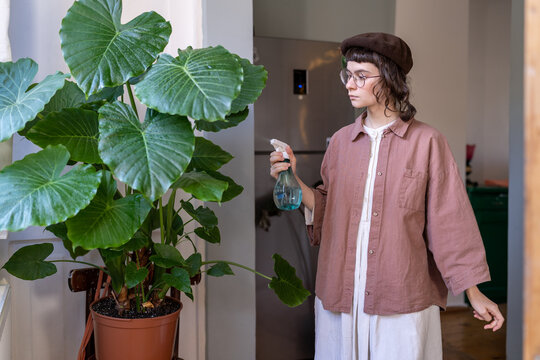 Stylish florist takes care of plant in home garden. Young hipster woman sprays leaves alocasia plant with water. Concept of gardening, hobby interest. Focused girl tending home tropical garden