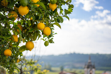 Lemon tree against blue sky in Obidos city in Portugal