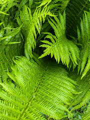 fern leaves in sunlight - 619595762