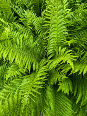 fern leaves - 619595772