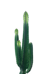 Ornamental spiny plant with green succulent stems of Euphorbia ingens (Candelabra Tree) cactus