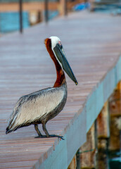 pelican that hunts for fish.