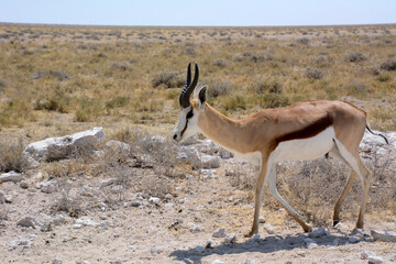 A young springbok antelope walks on the savanna of Etosha National Park in Namibia