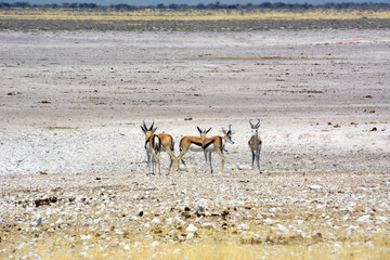 Several young springbok antelopes huddled together in the savanna of Etosha National Park in Namibia. Wild nature of Africa