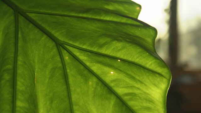 MACRO, DOF: Impressive structure of a vibrant green alocasia macrorrhiza leaf. Nicely visible veins and midrib form a beautiful pattern. Backlit healthy frond of potted tropical houseplant giant taro.
