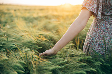 Woman hand touching barley ears close up in sunset light in field. Atmospheric tranquil moment, rustic slow life. Stylish female enjoying evening summer countryside. Harvest and agriculture