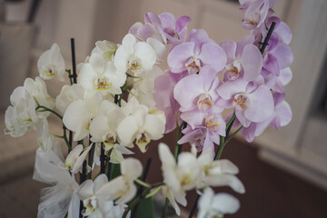 Orchidea bianchi e rosa