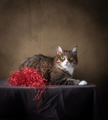 Portrait of a beautiful cat