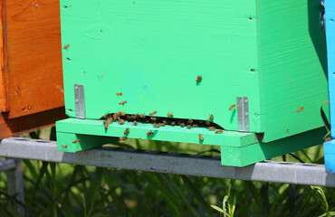 green bee hive to production of organic honey