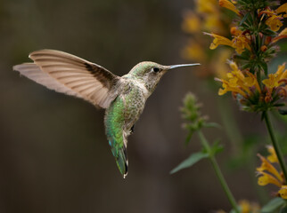 Fototapeta na wymiar Hummingbird at a flower